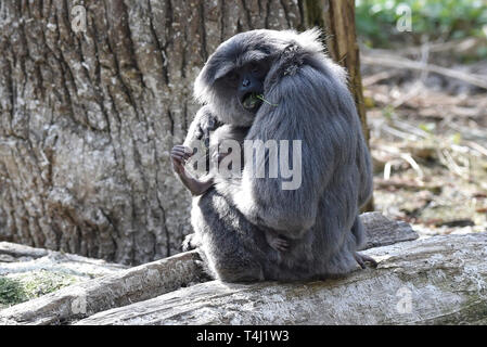 Zlin, Tschechische Republik. 17 Apr, 2019. ZOO Zlin präsentiert Silbrig Gibbon (Hylobates moloch) Cub (Baby) in Zlin, Tschechische Republik, 17. April 2019. Credit: Dalibor Gluck/CTK Photo/Alamy leben Nachrichten Stockfoto