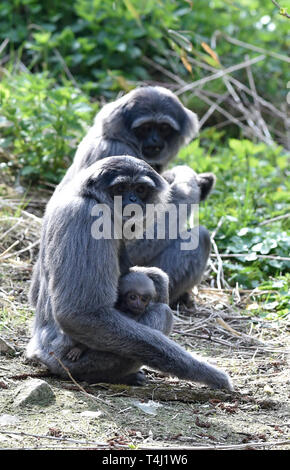 Zlin, Tschechische Republik. 17 Apr, 2019. ZOO Zlin präsentiert Silbrig Gibbon (Hylobates moloch) Cub (Baby) in Zlin, Tschechische Republik, 17. April 2019. Credit: Dalibor Gluck/CTK Photo/Alamy leben Nachrichten Stockfoto