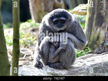 Zlin, Tschechische Republik. 17 Apr, 2019. ZOO Zlin präsentiert Silbrig Gibbon (Hylobates moloch) Cub (Baby) in Zlin, Tschechische Republik, 17. April 2019. Credit: Dalibor Gluck/CTK Photo/Alamy leben Nachrichten Stockfoto