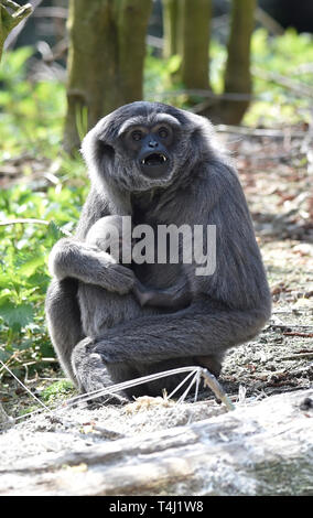 Zlin, Tschechische Republik. 17 Apr, 2019. ZOO Zlin präsentiert Silbrig Gibbon (Hylobates moloch) Cub (Baby) in Zlin, Tschechische Republik, 17. April 2019. Credit: Dalibor Gluck/CTK Photo/Alamy leben Nachrichten Stockfoto