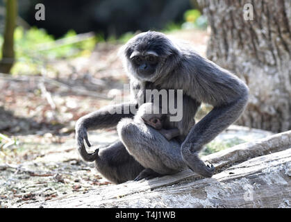 Zlin, Tschechische Republik. 17 Apr, 2019. ZOO Zlin präsentiert Silbrig Gibbon (Hylobates moloch) Cub (Baby) in Zlin, Tschechische Republik, 17. April 2019. Credit: Dalibor Gluck/CTK Photo/Alamy leben Nachrichten Stockfoto