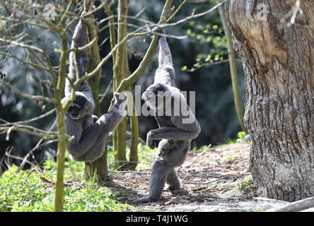 Zlin, Tschechische Republik. 17 Apr, 2019. ZOO Zlin präsentiert Silbrig Gibbon (Hylobates moloch) Cub (Baby) in Zlin, Tschechische Republik, 17. April 2019. Credit: Dalibor Gluck/CTK Photo/Alamy leben Nachrichten Stockfoto