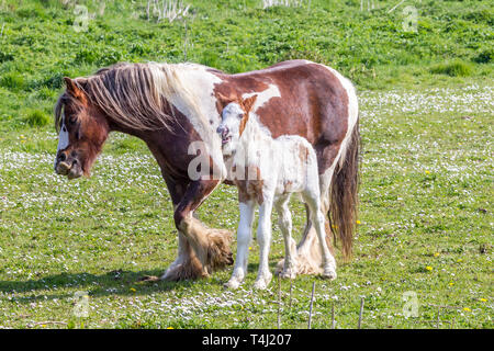 Northampton. 27. April 2019. UK Wetter. Ein Zigeuner Pferd und Fohlen enjoyjng der warmen Frühlingssonne im Nene Valley heute Morgen. Credit: Keith J Smith./Alamy leben Nachrichten Stockfoto