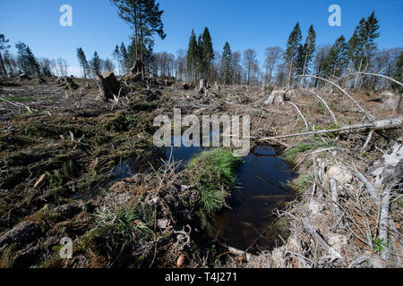 17. April 2019, Niedersachsen, Hardegsen: Blick auf ein windwurf, in einem bewaldeten Gebiet der fredelsloh Wald Bezirk. Stürme, Dürre und die Ausbreitung der Borkenkäfer haben in einigen Fällen zu erheblichen Schäden an den Wäldern von Niedersachsen verursacht. Foto: Swen Pförtner/dpa Stockfoto