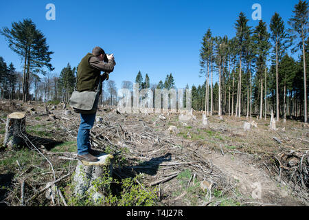 17. April 2019, Niedersachsen, Hardegsen: ein fotojournalist steht auf einem Baumstamm vor dem Wind - werfen Bereich der Fredelsloh Wald Bezirk Fichte. Stürme, Dürre und die Ausbreitung der Borkenkäfer haben in einigen Fällen zu erheblichen Schäden an den Wäldern von Niedersachsen verursacht. Foto: Swen Pförtner/dpa Stockfoto