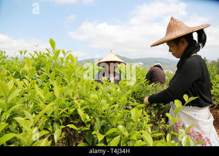 Wuyishan, der chinesischen Provinz Fujian. 17 Apr, 2019. Die Landwirte pick Tee Blätter an einem Teegarten in Fuzhou, im Südwesten der chinesischen Provinz Fujian, 17. April 2019. Die Landwirte sind hier beschäftigt mit Tee in diesen Tagen mit dem Kommen des Guyu (Körnung Regen) am 20. April, einem der 24 solar Bedingungen durch die alten Chinesischen beobachtet, landwirtschaftliche Tätigkeiten entsprechend der Position der Sonne in das Tierkreiszeichen Kreis tragen. Credit: Chen Ying/Xinhua/Alamy leben Nachrichten Stockfoto