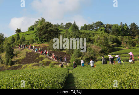 Wuyishan, der chinesischen Provinz Fujian. 17 Apr, 2019. Die Landwirte gehen Tee Blätter an einem Teegarten in Fuzhou zu holen, im Südwesten der chinesischen Provinz Fujian, 17. April 2019. Die Landwirte sind hier beschäftigt mit Tee in diesen Tagen mit dem Kommen des Guyu (Körnung Regen) am 20. April, einem der 24 solar Bedingungen durch die alten Chinesischen beobachtet, landwirtschaftliche Tätigkeiten entsprechend der Position der Sonne in das Tierkreiszeichen Kreis tragen. Credit: Chen Ying/Xinhua/Alamy leben Nachrichten Stockfoto