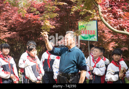 Huzhou, der chinesischen Provinz Zhejiang. 17 Apr, 2019. Ein Experte führt Baum wissen an Studenten unter Ahornbäumen in Shijiaqiao Dorf, Huzhou, der ostchinesischen Provinz Zhejiang, 17. April 2019. Credit: Weng Xinyang/Xinhua/Alamy leben Nachrichten Stockfoto