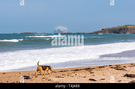 North Berwick, East Lothian, Schottland, Vereinigtes Königreich, 17. April 2019. UK Wetter: Starker Wind in den letzten Tagen erstellt einen Wellengang im Meer her, die mit Wellen entlang der Küste bei Milsey Bay. Der Dunst reduziert die Sichtbarkeit aber der Bass Rock sehen kann Weiß mit nistende Basstölpel, die größte Northern gannet Kolonie. Ein Terrier Hund Spaziergänge am Strand Stockfoto