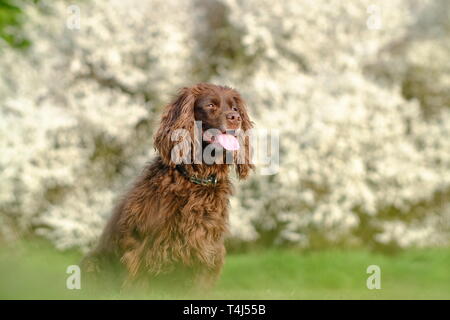 Chalvington, East Sussex, UK. 17. April 2019. Fudge die Cocker Spaniel genießen die letzten der Sonne vor der Schlehe blühen. © Peter Cripps/Alamy leben Nachrichten Stockfoto