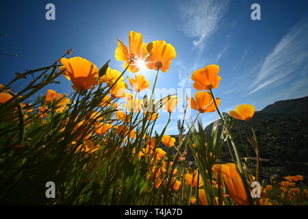 Kalifornien goldenen Mohn Blüte in der Sonne Stockfoto