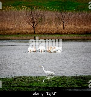 The Woodlands, TX USA - 02/17/2019 - amerikanische Weiße Pelikane Angeln mit einem Egrit Stockfoto