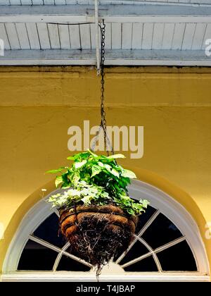 New Orleans, LA USA - 05/09/2018 - hängende grüne Pflanze im French Quarter Stockfoto