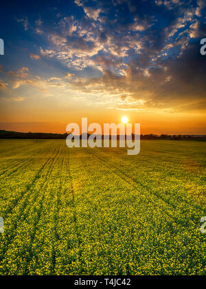 Antenne Panorama mit Flying drone mit gelben Raps Feld und landwirtschaftlichen Flächen bei Sonnenuntergang. Zusammenfassung Hintergrund mit Streifen und Wellen. - Imag Stockfoto