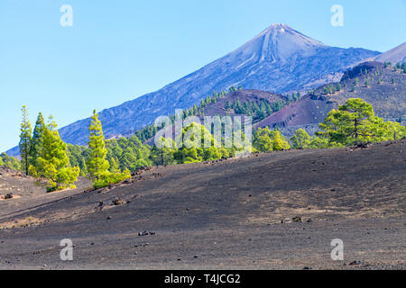 Nationalpark Teide mit malerischen Blick auf Vulkan, Kiefern wachsen auf Felsformationen, Teneriffa, Kanarische Inseln, Spanien Stockfoto