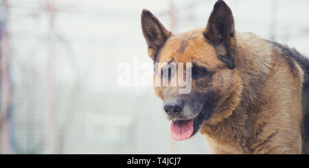 Porträt eines Deutschen Schäferhundes in der Straße, in die Kamera schaut Stockfoto