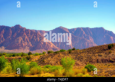 Morgensonne glänzt auf helle grüne Büsche in der Wüste mit rot Rocky Mountains über unter einer leichten blauen Himmel. Stockfoto