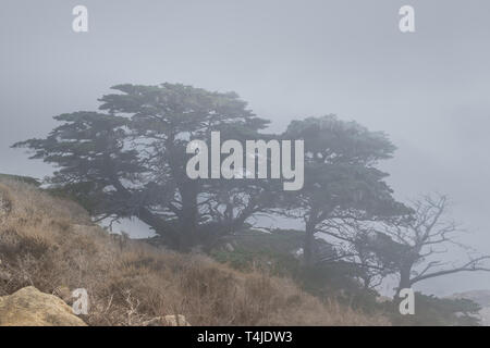 Loop-Spur am Point Lobos State Naturpark auf der zentralen Küste in Carmel, Kalifornien ein Muss, wenn Sie zu Besuch sind, Monterey/Carmel. Stockfoto