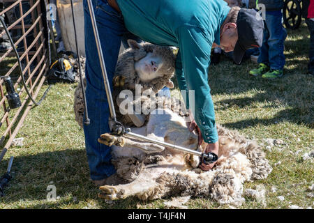 Sheepshearing an der Unterkante der Schafe Festival in Idaho, USA Stockfoto