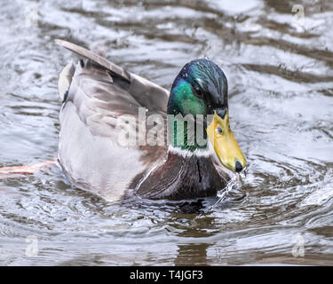 Stockente Spritzwasser. Stockfoto