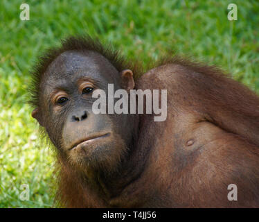 Portrait von jungen männlichen Bornesischen Orang-utan in Sepilok Orang Utan Rehabilitation Center, Sandakan, Sabah (Borneo), Malaysia Stockfoto