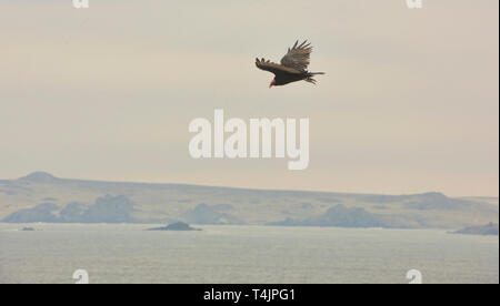 Truthahngeier (Cathartes Aura) im Flug, Humboldt Pinguin finden, Punta Choros, Chile Stockfoto