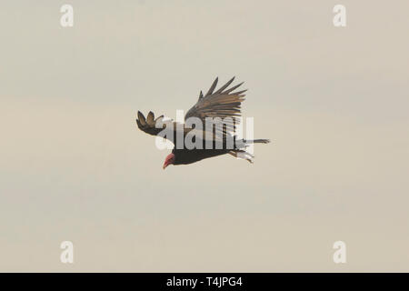 Truthahngeier (Cathartes Aura) im Flug, Humboldt Pinguin finden, Punta Choros, Chile Stockfoto