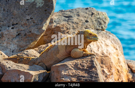 Endemische Santa Fe Land Iguana (Conolophus pallidus) in der Sonne mit dem Pazifik im Hintergrund auf Santa Fe, Galapagos, Ecuador. Stockfoto