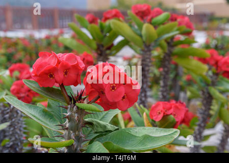 Red Euphorbia milii Blume im Garten Stockfoto