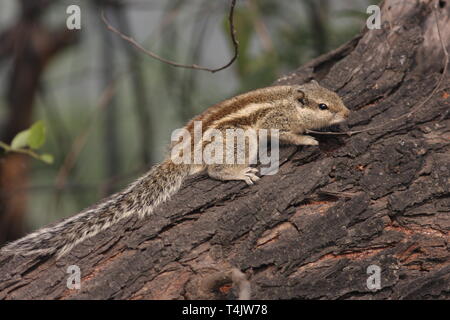 Indische Palm Eichhörnchen oder drei gestreifte Eichhörnchen im Keoladeo Nationalpark, Rajasthan Stockfoto