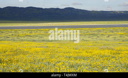 Kalifornien Goldenfields oder Lasthenia californica. Super Bloom 2019, Carizzo Plain National Monument, Kalifornien, USA Stockfoto