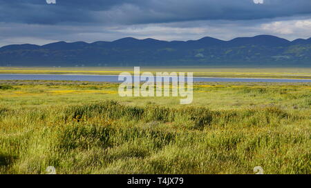 Kalifornien Goldenfields oder Lasthenia californica. Super Bloom 2019, Carizzo Plain National Monument, Kalifornien, USA Stockfoto