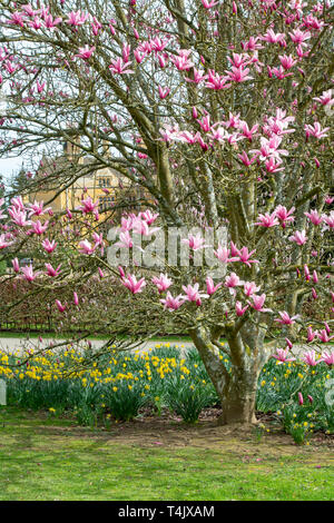 Magnolia 'Caerhays Surprise' Baum blüht im März bei Batsford Arboretum, Cotswolds, Moreton-in-Marsh, Gloucestershire, UK Stockfoto