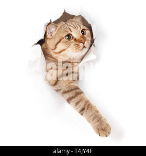 Lustige Katze durch Papier Loch mit einer Pfote außerhalb suchen Stockfoto
