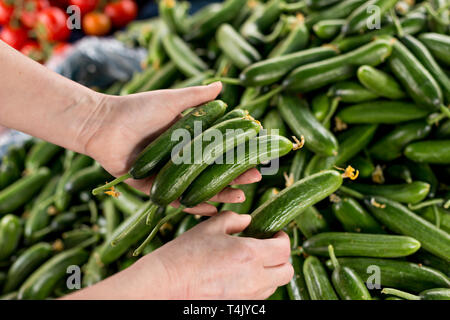 Weibliche Hände auswählen und Kommissionierung Gurken in Farmer's Market. Selektive konzentrieren. Geringe Tiefenschärfe. Stockfoto