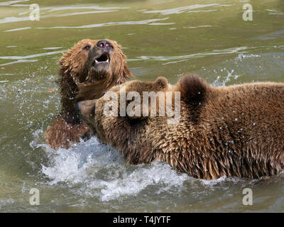 Braunbären Ursus arctos Spielen kämpfen Captive portrait Stockfoto
