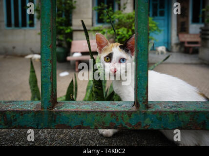 Bild einer Katze in Vietnam. Stockfoto