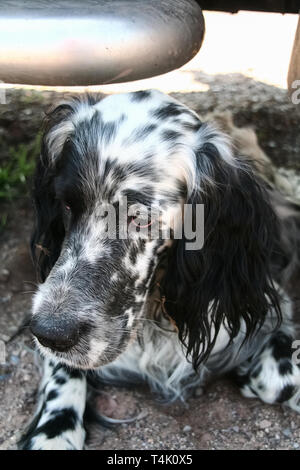 Jagdhunde. English Setter. Kopf von einem schönen Hund. Sibirien, Russland Stockfoto