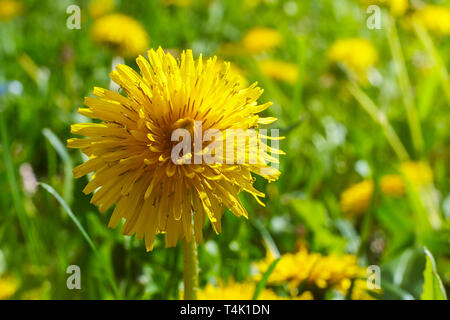 Löwenzahn Blume auf dem Hintergrund des grünen Grases im Sonnenlicht. Close-up. Sommer Stimmung. Stockfoto