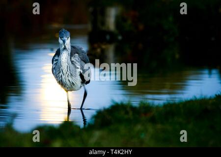 Supermoon Moonlit grosse Graureiher, Bushy Park, Hampton, Großbritannien. Stockfoto