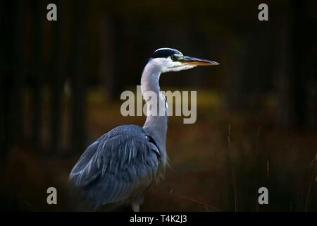 Supermoon Moonlit grosse Graureiher, Bushy Park, Hampton, Großbritannien. Stockfoto