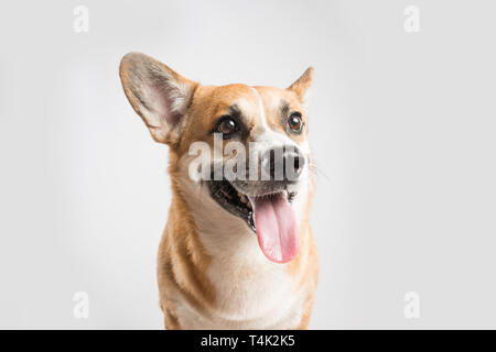 Welsh Corgi Pembroke Hund heraus haften Zunge über Weiß Stockfoto