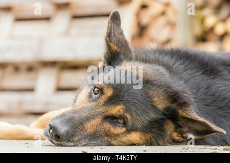 Großer Hund schaut neugierig während einer Pause Stockfoto