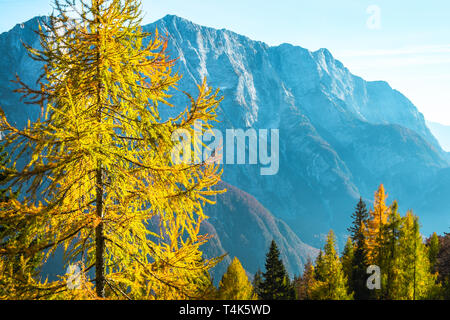 Blick von der Alten militärischen Weg zum Mangart Sattel hoch in den Julischen Alpen auf einer sonnigen schönen Herbsttag mit bunten Landschaft und Bäume Stockfoto