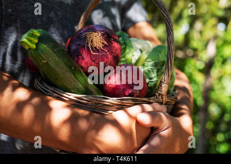 Closeup von einem kaukasischen Jüngling mit einem rustikalen Korb voll mit Gemüse frisch gesammelt in einem Bio-Obstgarten Stockfoto