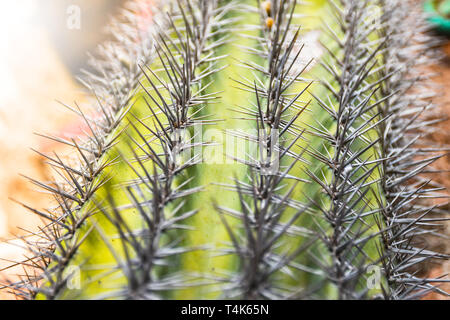 Grüne runde Mexiko Kaktus Muster mit scharfen Spitzen vor der Wand schließen Details Stockfoto