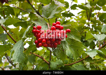 Ein Bündel von reifen Beeren der viburnum auf einem Busch Stockfoto