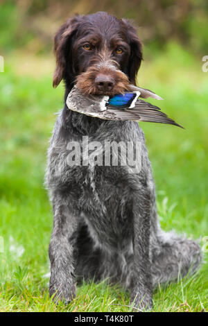 Jagdhund german wirehaired Pointer mit Ente Flügel auf dem grünen Hintergrund Stockfoto