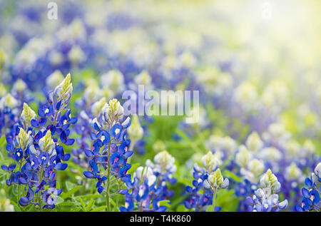 Texas Bluebonnet (Lupinus Texensis) Blumen blühen im Frühling. Kopieren Sie Platz. Stockfoto