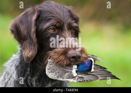 Hund holding Ente Flügel in den Zähnen, in der Nähe Stockfoto